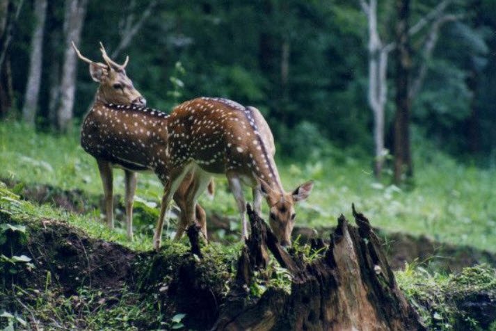 Bir Aishvan Wildlife Sanctuary, Sangrur, Punjab - Vushii.com Bir Aishvan Wildlife Sanctuary, Sangrur, Punjab - Vushii.com